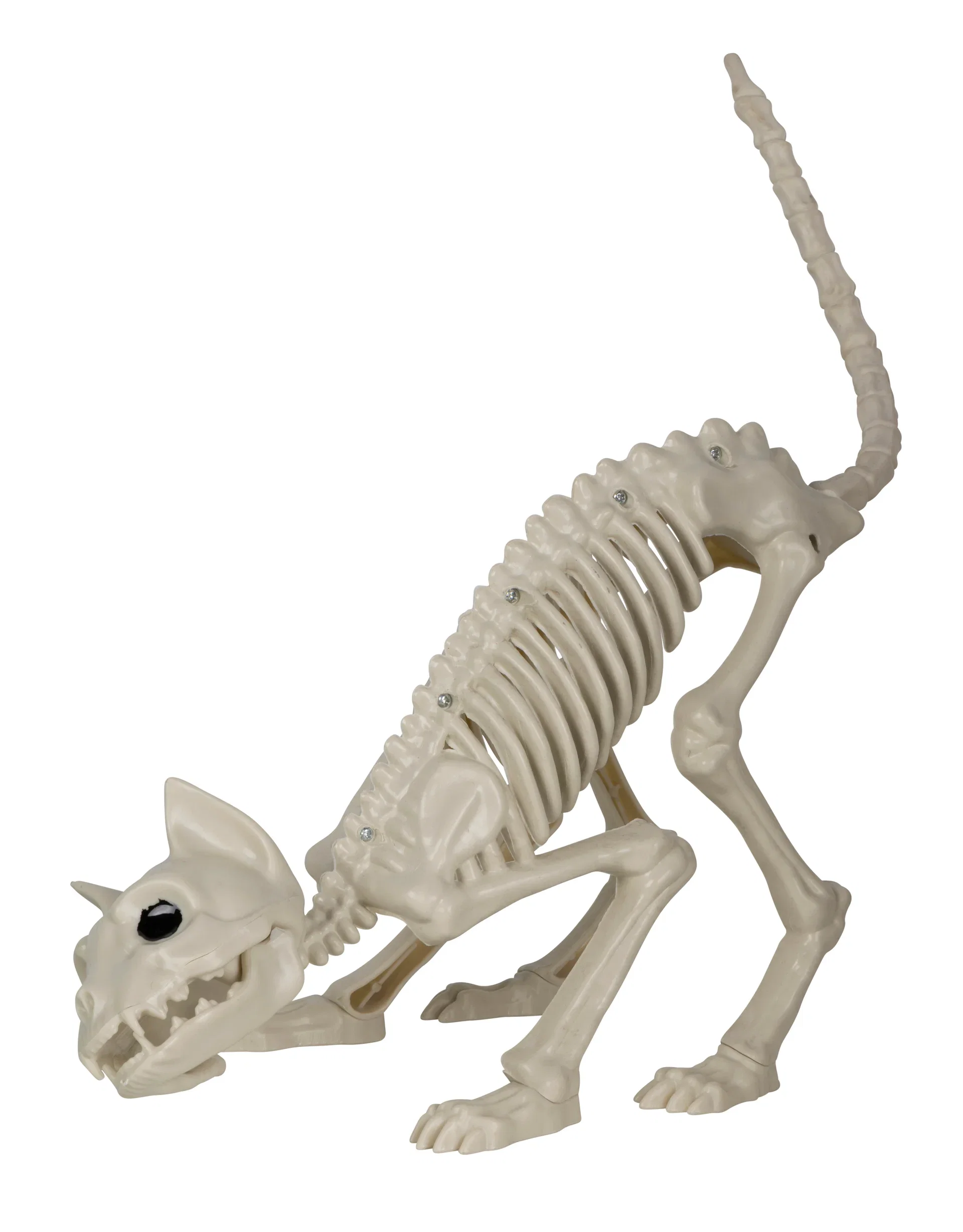 Cat skeleton L50