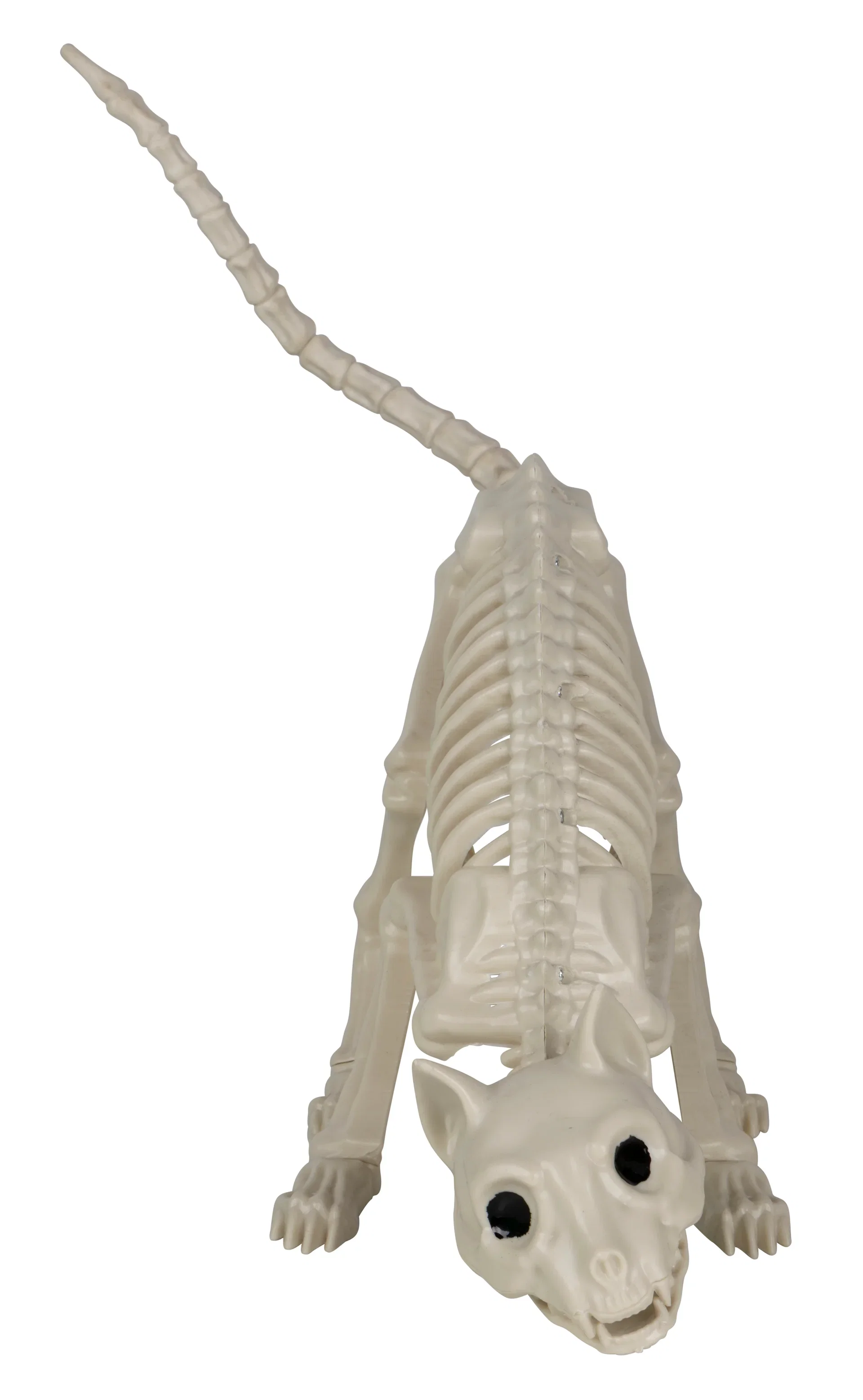 Cat skeleton L50