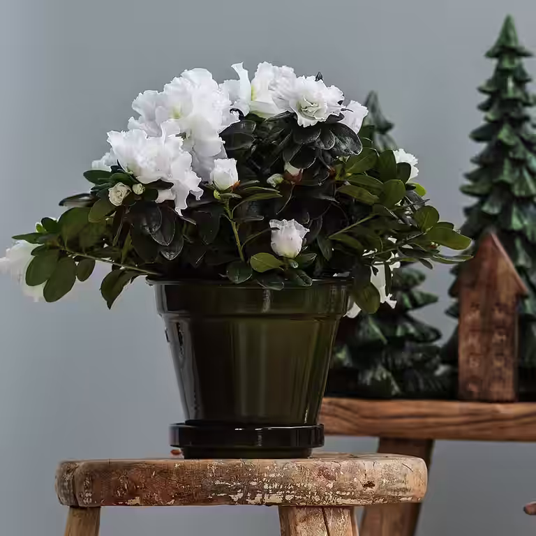 Azalea - facts and advice on care