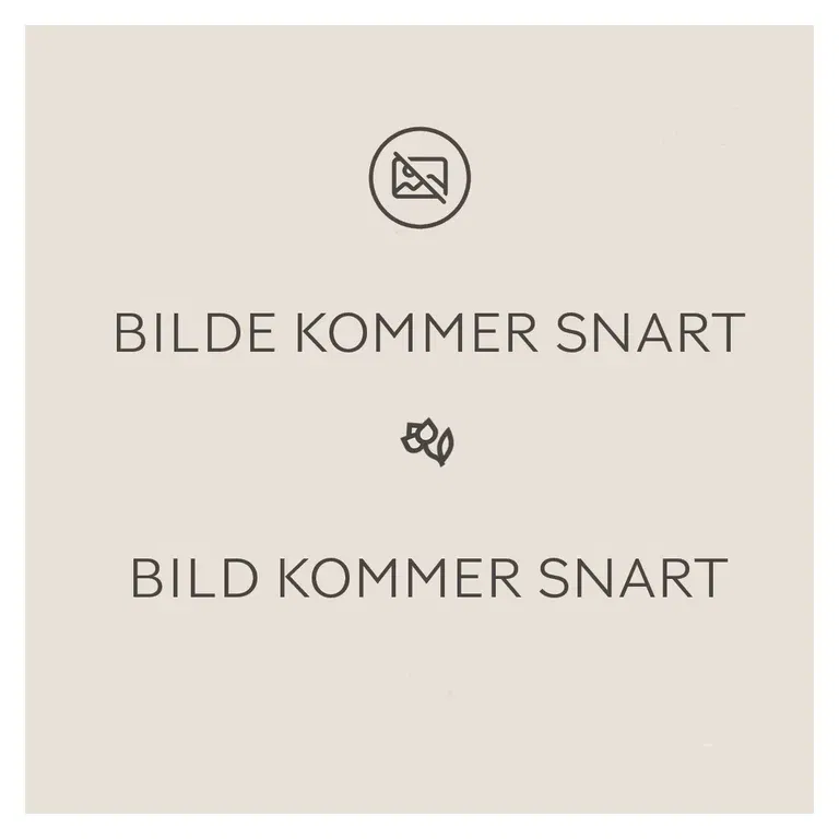 Allium  Sphaerocephalon