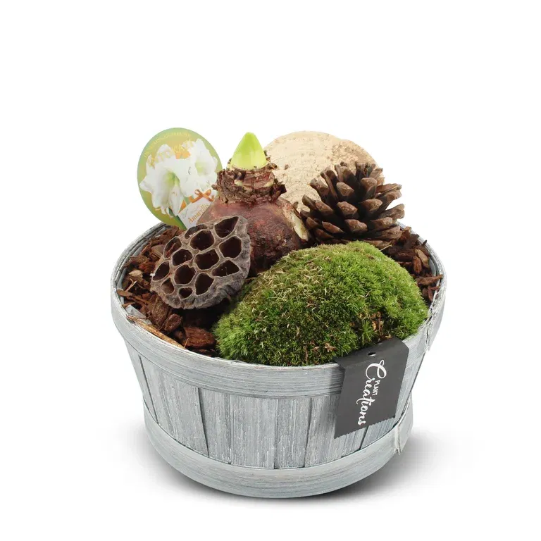 Autumn dec. White Amaryllis