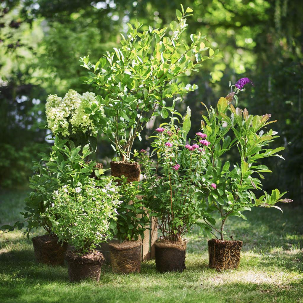 Up to 40% off all perennials in returnable pots