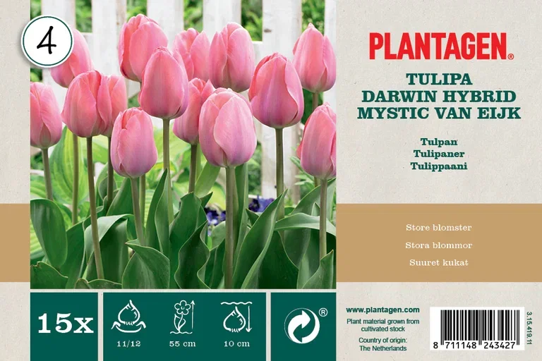 Tulipa Darwin Hyrbid Mystic van Eijk - 15 bulbs