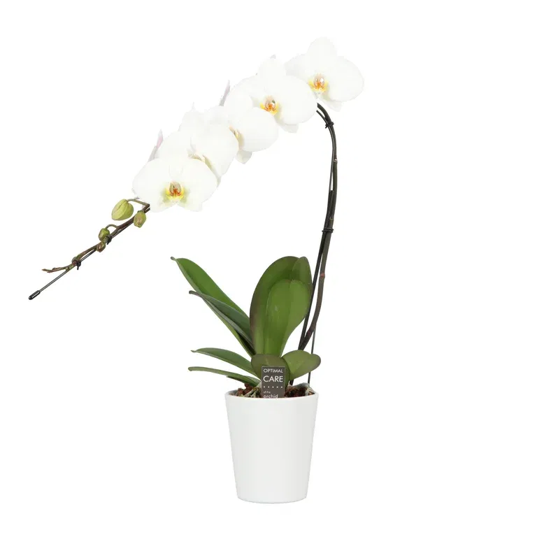 Phalaenopsis Formidable Japanese in ceramic 12 cm