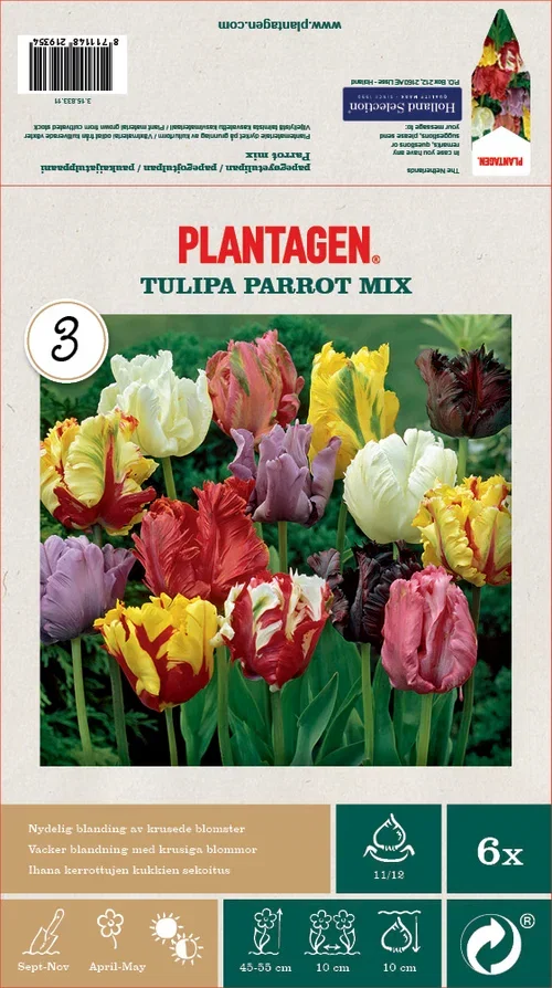 Tulipa Parrot mix 11/12 mix - 6 bulbs