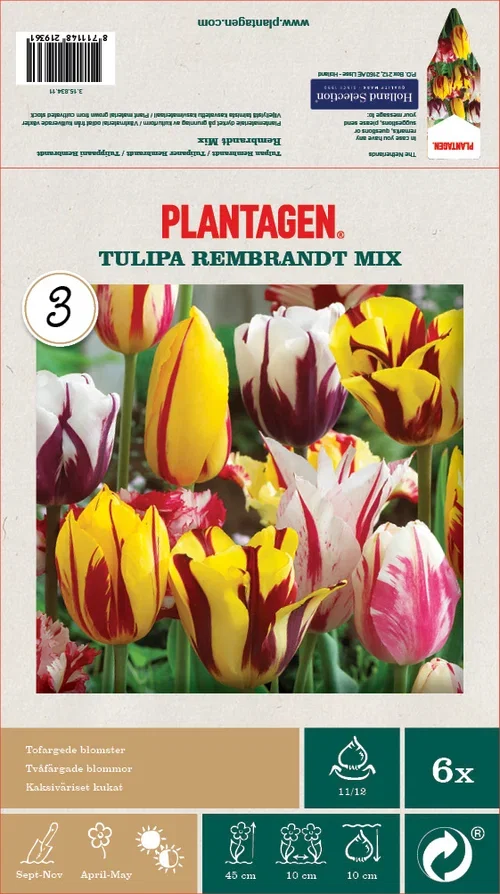 Tulipa Rembrandt 11/12 mix - 6 bulbs