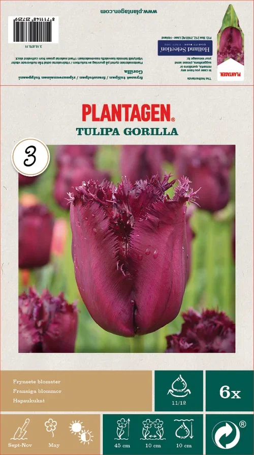 Tulipa Gorilla 11/12  purple - 6 bulbs