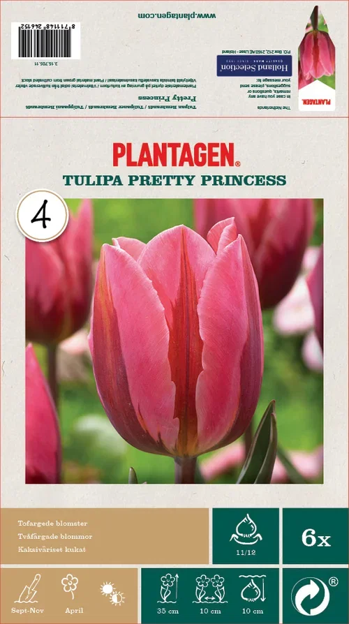 Tulipa Rembrandt Pretty Prince - 6 bulbs