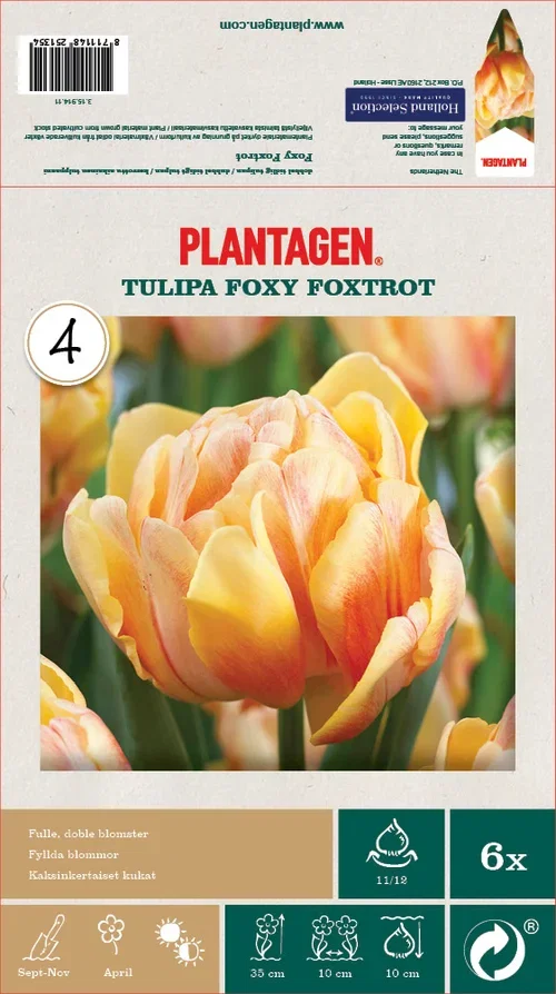 Tulipa Double Early Foxy Foxtrot - 6 bulbs