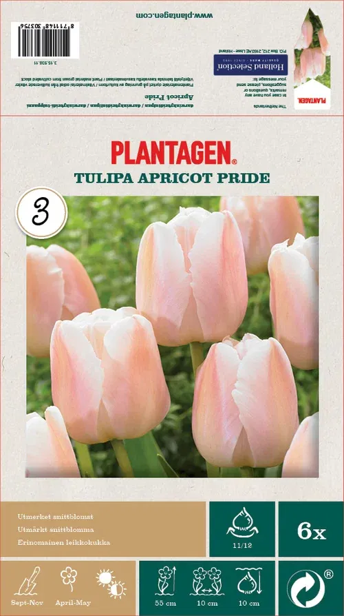 Tulipa Darwin Hybrid Apricot Pride - 6 bulbs
