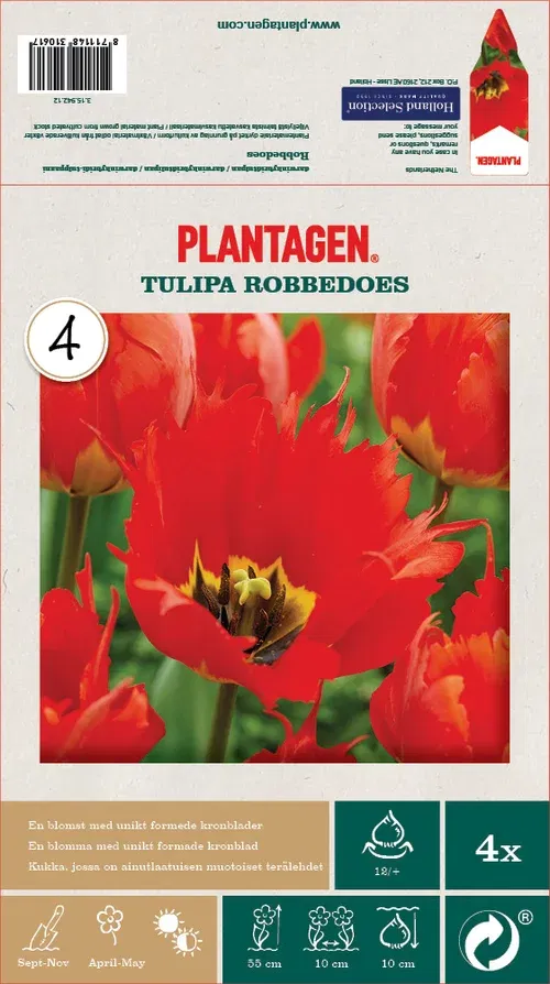 Tulipa Darwin Hybrid Robbedoes - 4 bulbs