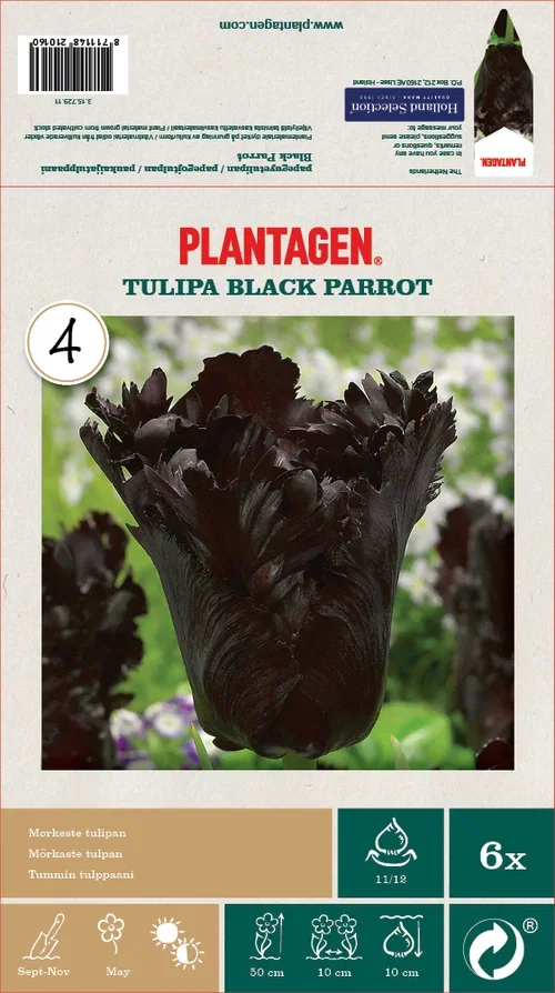 Tulipa Black Parrot 11/12 - 6 bulbs