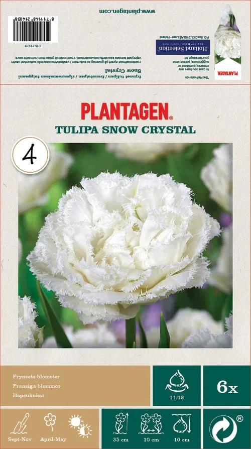 Tulipa Snow Crystal 11/12 - 6 bulbs