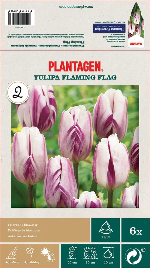 Tulipa Flaming Flag 11/12 - 6 bulbs