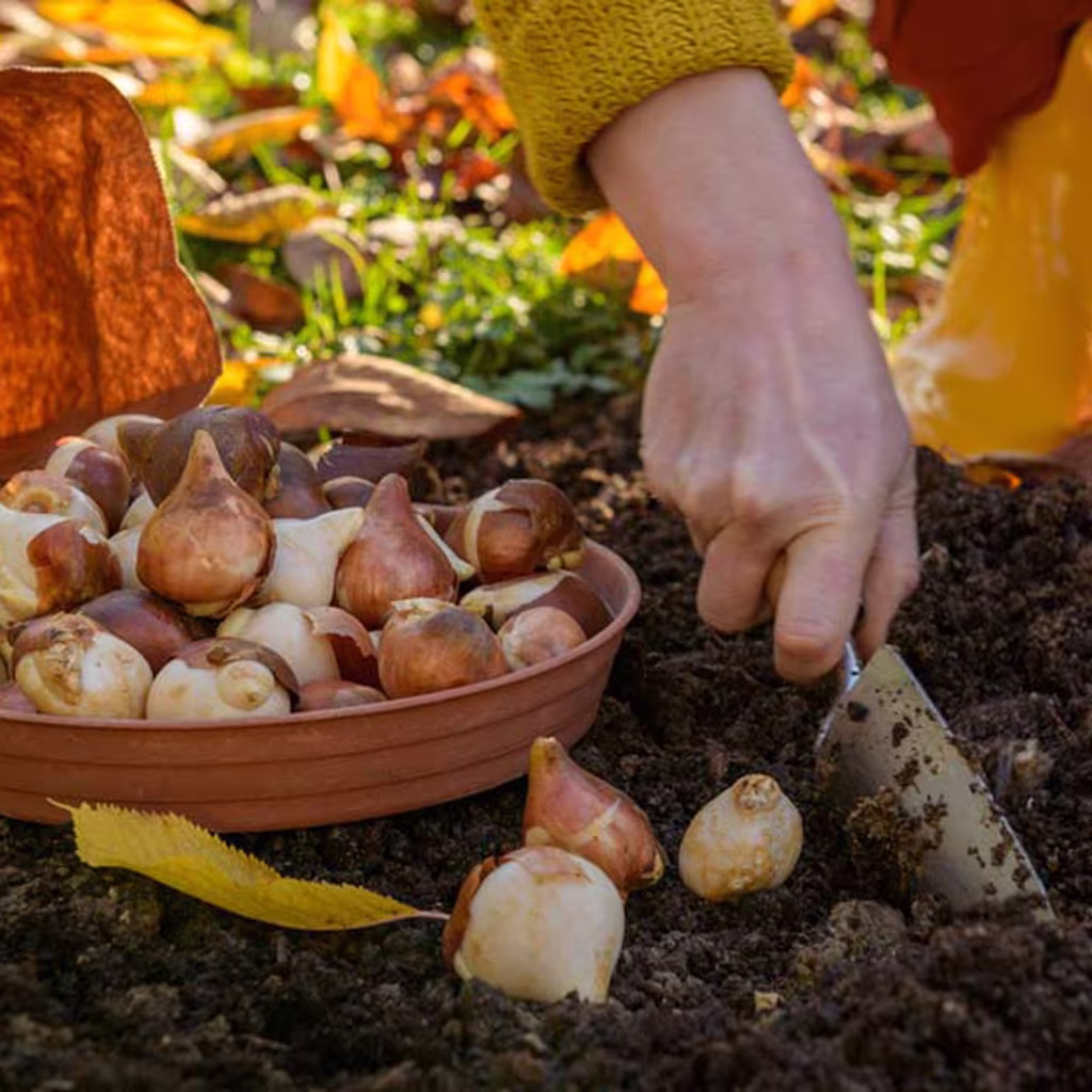 October - this is what you can sow and cultivate