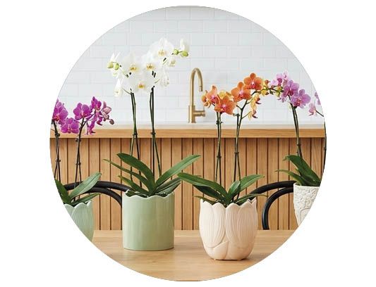 Image of Christmas trees 30%